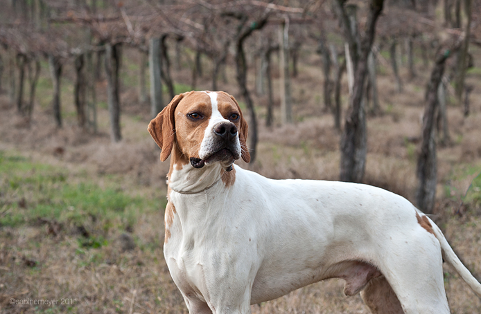 pointer greta